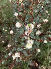 Mimosa sprengelii
