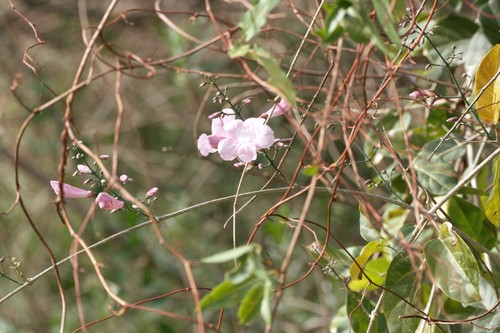 Tanaecium dichotomum, photograph 1