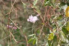 Tanaecium dichotomum