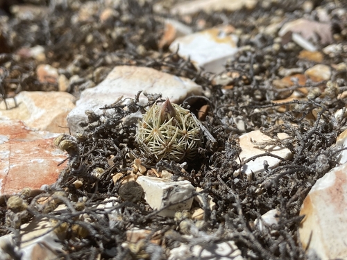 Pelecyphora minima