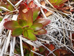 Epilobium crassum