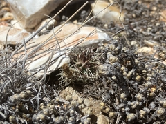 Echinocereus davisii