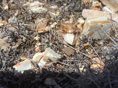 Echinocereus davisii