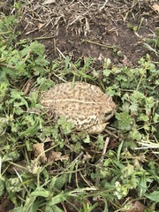 Anaxyrus americanus