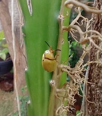 Paraselenis flava