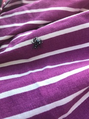 Phidippus audax
