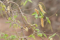 Prosopis ruscifolia