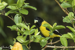 Coccothraustes abeillei