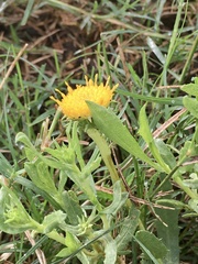 Grindelia pulchella
