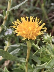 Grindelia pulchella