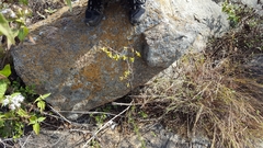 Eulophia epidendraea