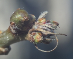 Neuroterus vesicula