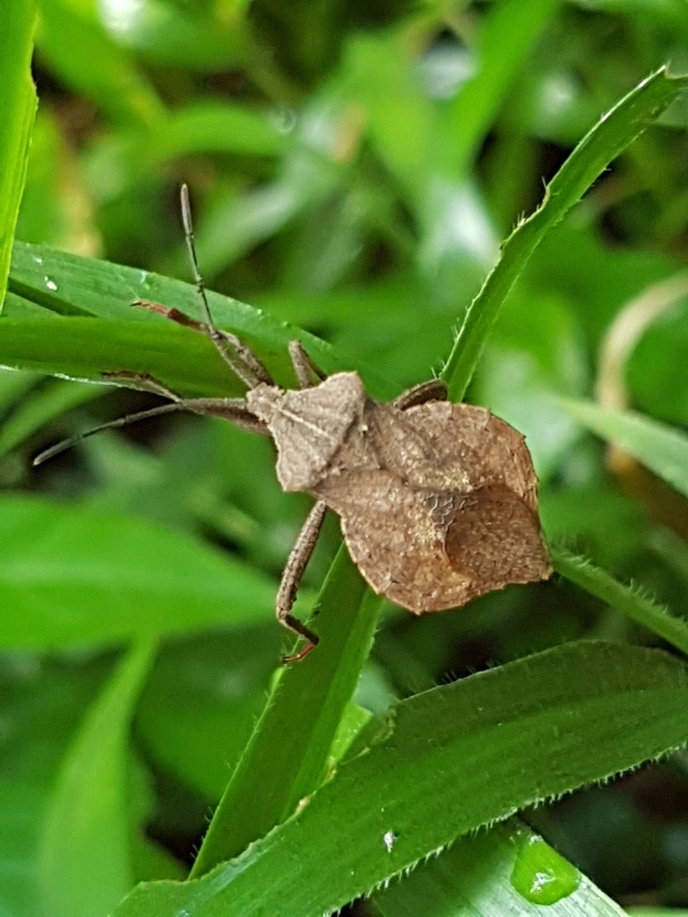 Piezogaster bolivianus
