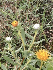 Grindelia pulchella