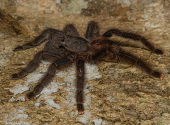 Avicularia avicularia