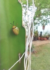 Paraselenis flava