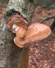 Fomitopsis betulina