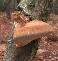 Fomitopsis betulina