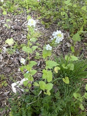 Alliaria petiolata