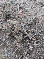 Cylindropuntieae