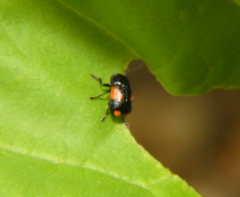 Cryptocephalus quadruplex