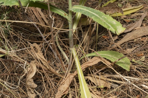 Image of Lactuca tuberosa by (c) Eleftherios Katsillis, some rights reserved (CC BY)