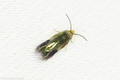 Stigmella resplendensella