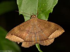 Hemeroblemma scolopacea