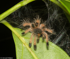 Avicularia