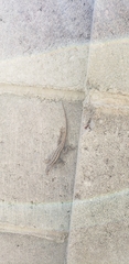 Sceloporus cowlesi
