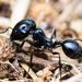 European Seed-harvesting Ant - Photo (c) Ewen Amossé, some rights reserved (CC BY-NC)