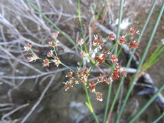 Juncus militaris