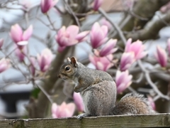 Sciurus carolinensis
