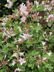 Rhododendron atlanticum
