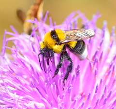 Bombus argillaceus