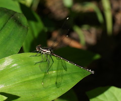 Austroargiolestes calcaris