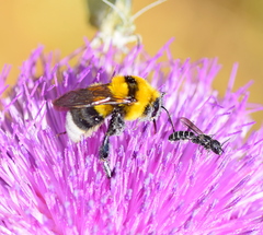 Bombus argillaceus
