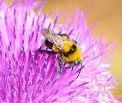 Bombus argillaceus
