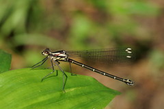 Austroargiolestes calcaris