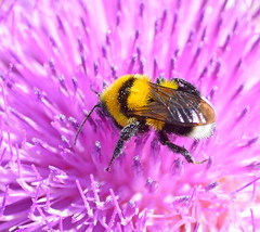Bombus argillaceus