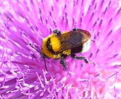 Bombus argillaceus