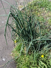 Allium vineale