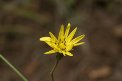 Pseudopodospermum elatum