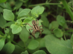 Hogna bivittata