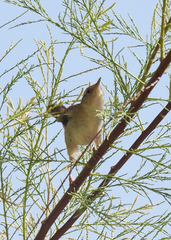 Salpinctes obsoletus