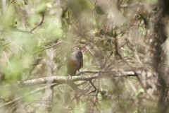 Rhinocrypta lanceolata