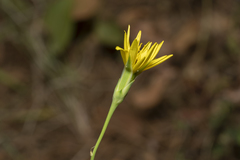Pseudopodospermum elatum