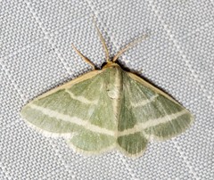 Mixocera latilineata