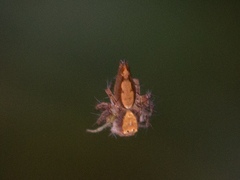 Oxyopes niveosigillatus