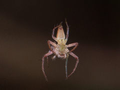 Oxyopes niveosigillatus